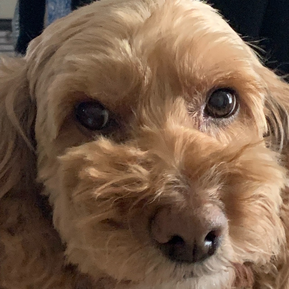 Meet your Posher, Willow